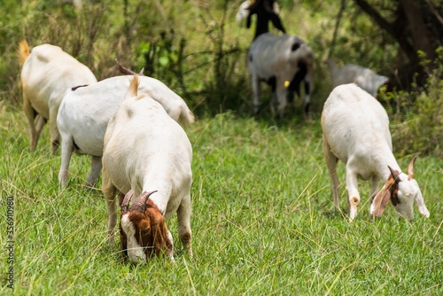 Goats in the pasture of organic farm in thailand.