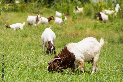 Goats in the pasture of organic farm in thailand.