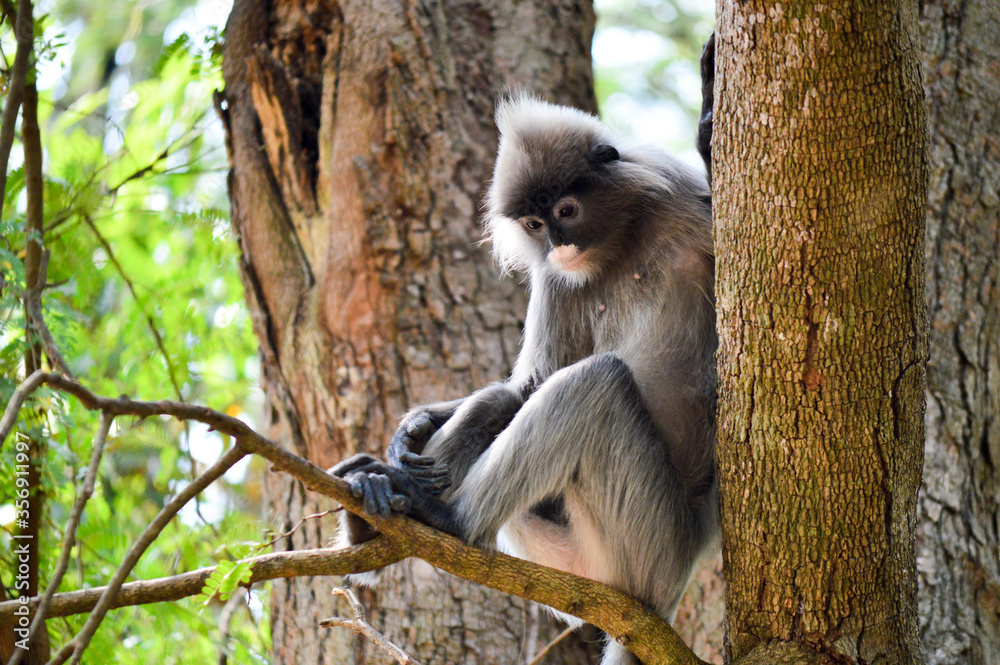 Obraz premium monkey in nature