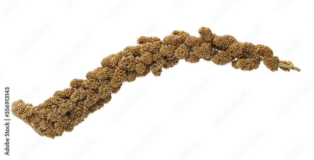Obraz premium Bird seeds, millet stick isolated on white background with clipping path