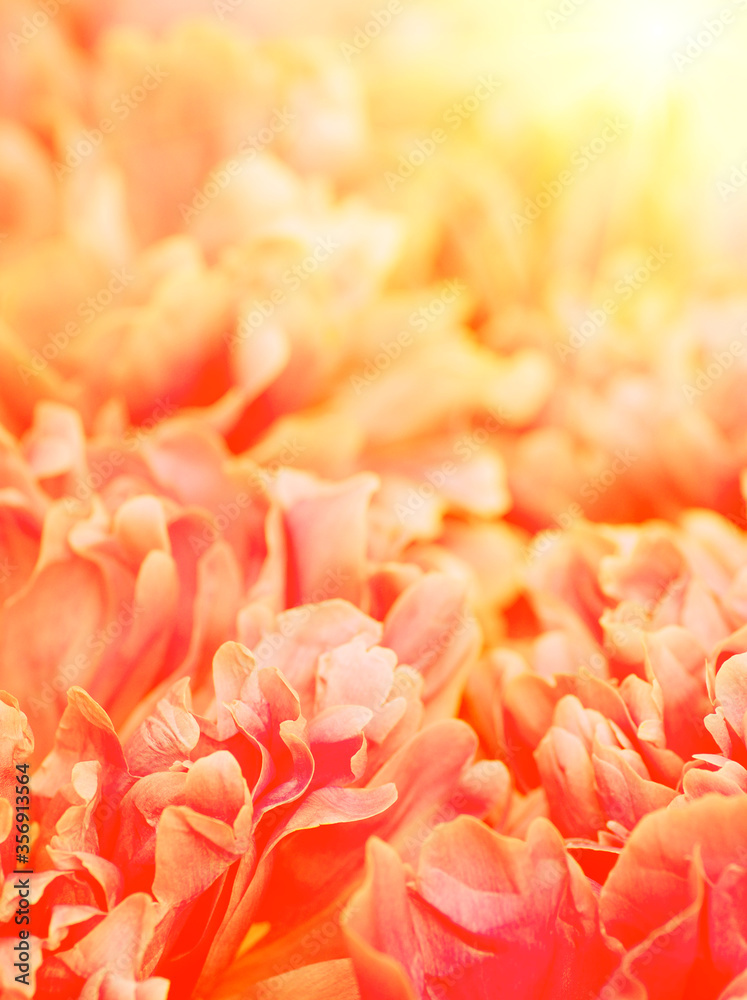 Beautiful flower background