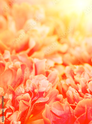 Beautiful flower background