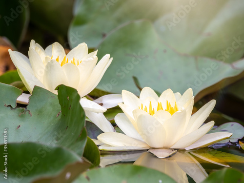 White water lily flower Nymphaea alba  on a green leaves background.