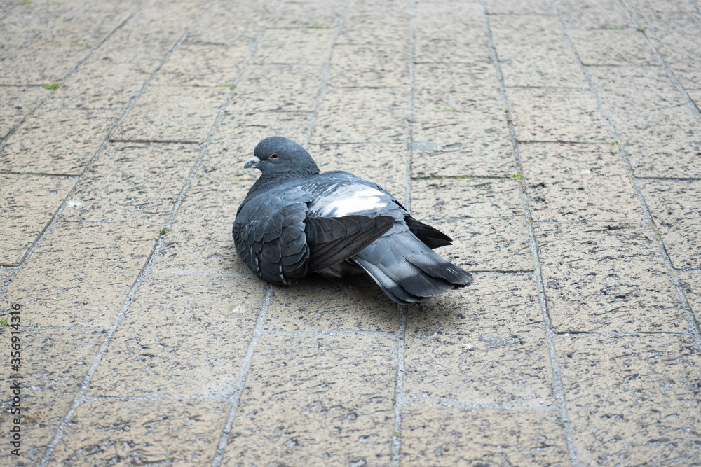 Fototapeta premium ハト Pigeon Dove