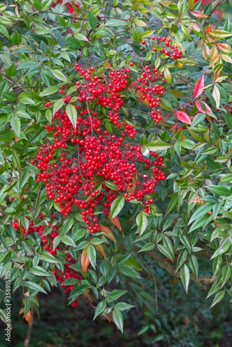 Detil of green bush with red round fruits and berries.