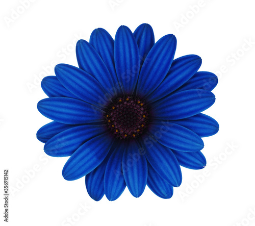 blue flower isolated on white © Alekss