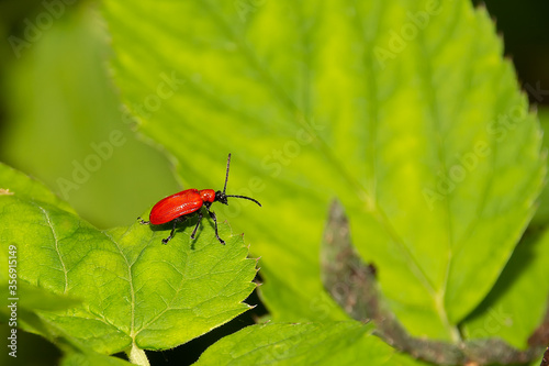 Red Beetle on Green Leaf. Free space for text