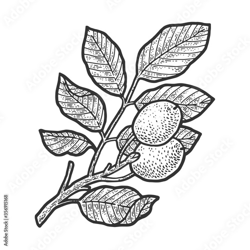 walnut tree plant sketch engraving vector illustration. T-shirt apparel print design. Scratch board imitation. Black and white hand drawn image.