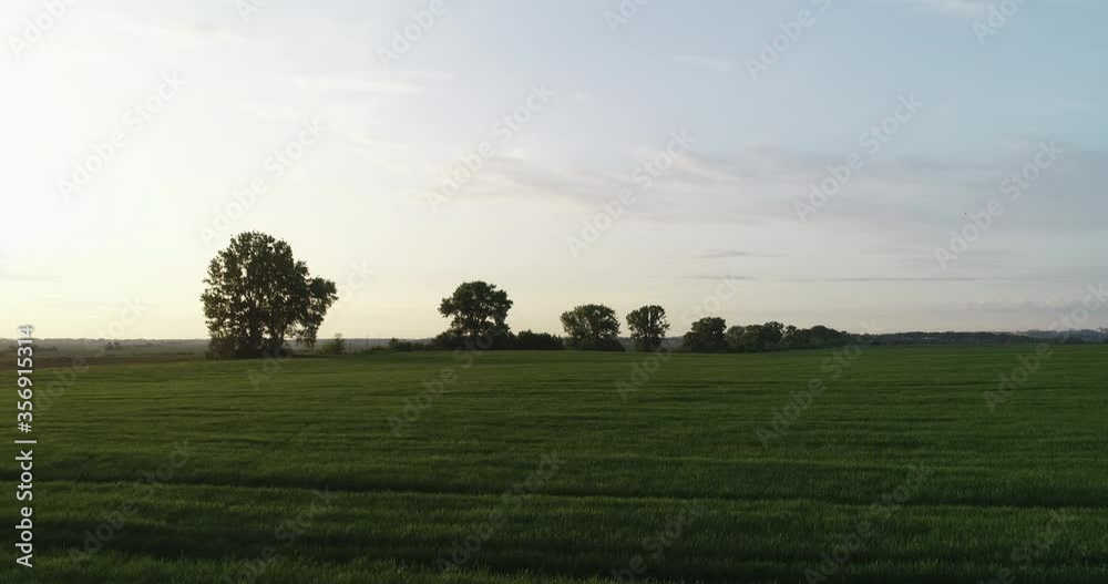 Beautiful wheat field landscape with sunset rows on a background of trees Beautiful wheat field landscape with sunset rows on a background of trees