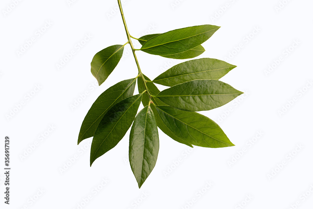 Branch of fresh laurel leaves isolated on white background Branch of fresh laurel leaves isolated on white background