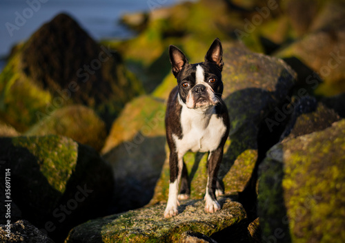 portrait of a dog