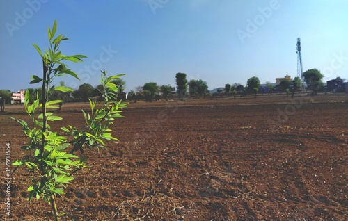 Plant of pigeon pea and corn field in spring