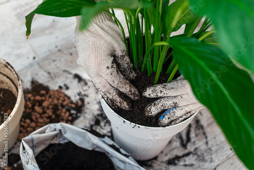 Billede på lærred Houseplant transplant. Woman's hands transplanting plant