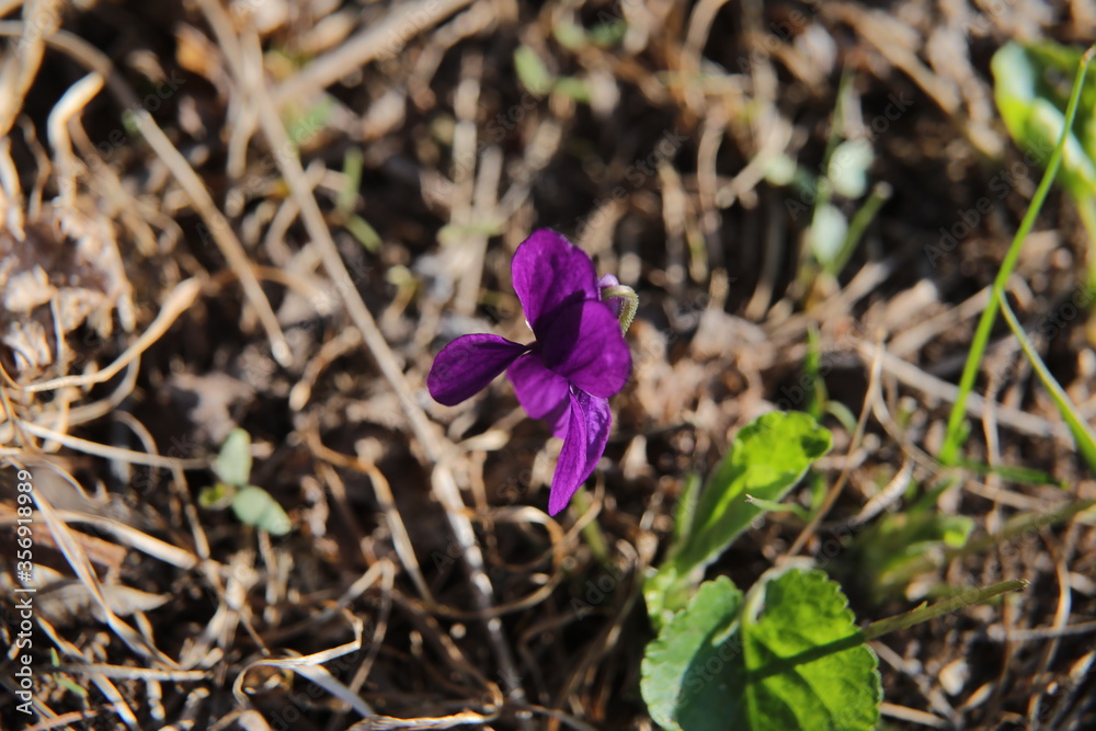 fiori fiori