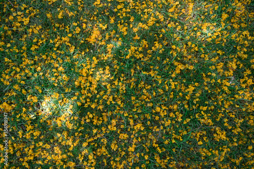 Background of fallen yellow tipuana tree flowers in green grass