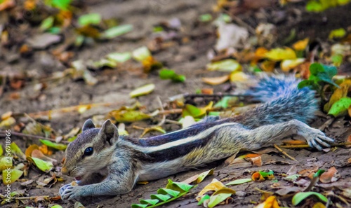 squirrel on the soil in the forest