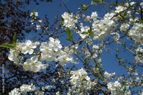 apple tree blossom