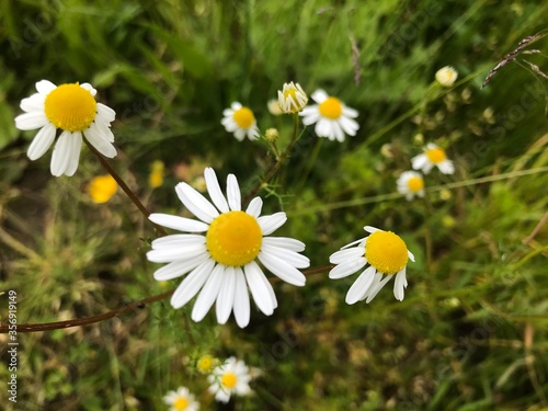 daisies in the grass