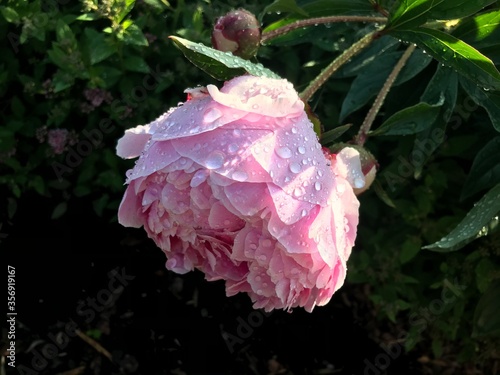 pink peony flower