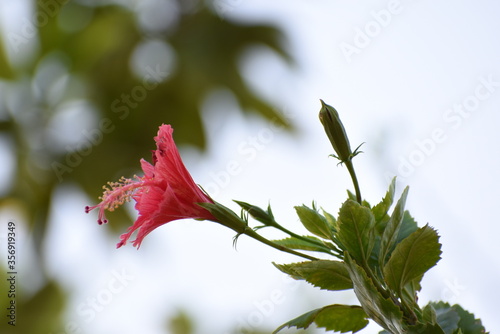 red hibiscus flower on blue sky background