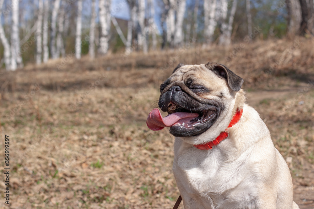 Funny pug face with closed eyes and open mouth with a long tongue against the background of a blurred forest. Red leather collar and brown leash. Copy space. Horizontal.