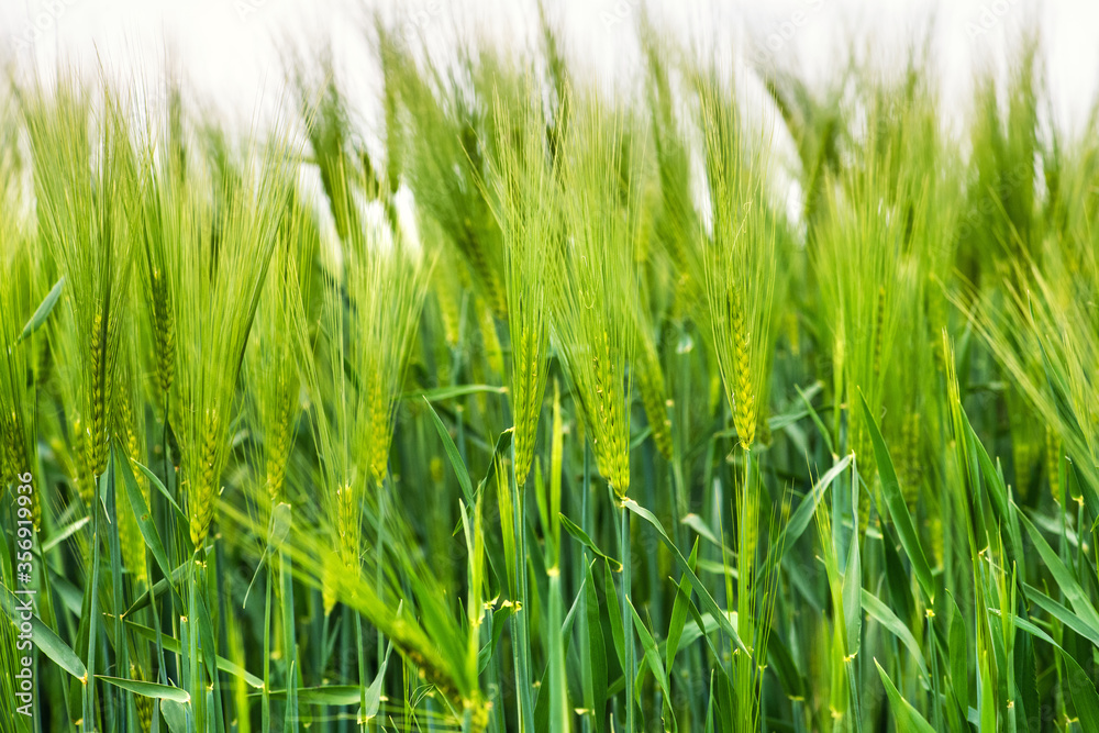 Wheat field. Ears of wheat close up. Beautiful Nature Landscape. Wheat field. Ears of wheat close up. Beautiful Nature Landscape.