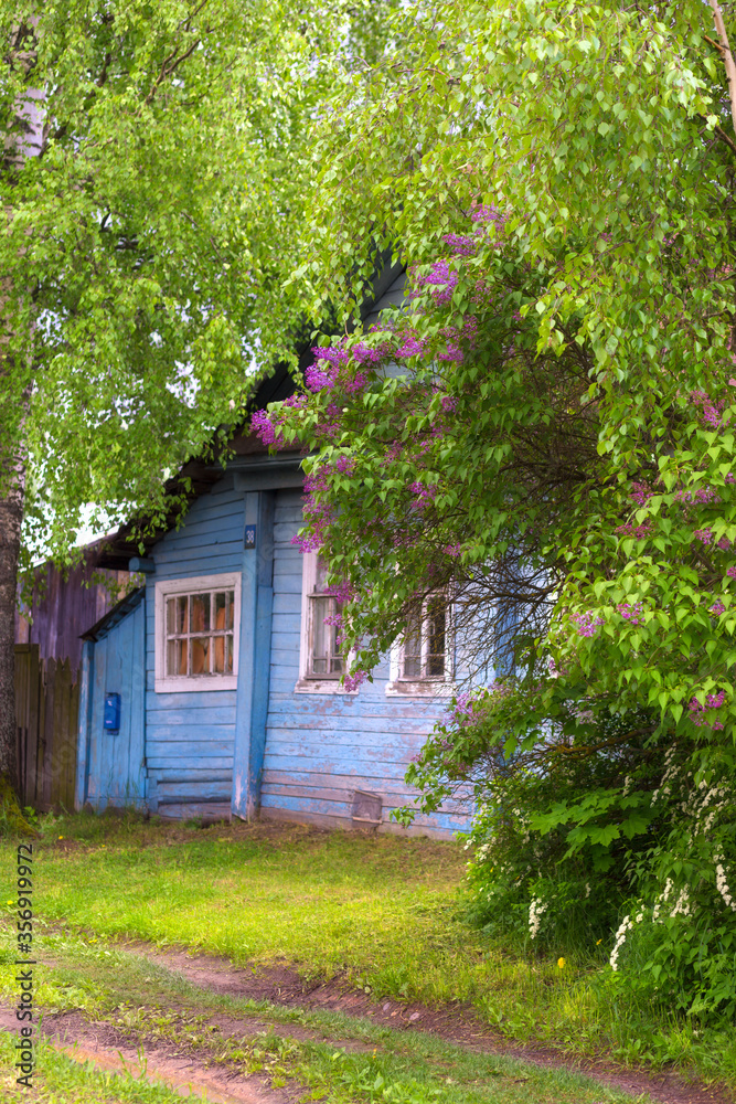 A purple lilac Bush grows near an old wooden house. Green garden near the house.