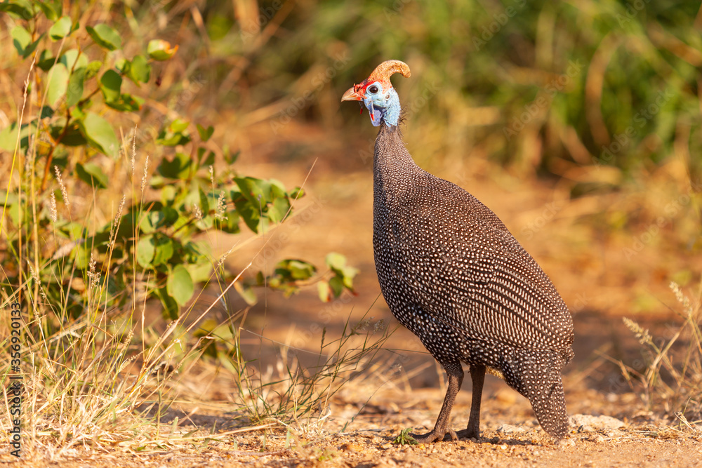 Fototapeta premium A Helmeted Guineafowl in Kruger Park