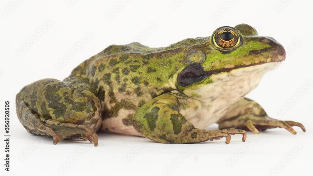 Toad frog isolated on white background screen. Toad frog isolated on white background screen.