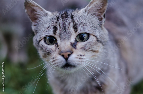 cat portrait with piercing gaze © Zutik