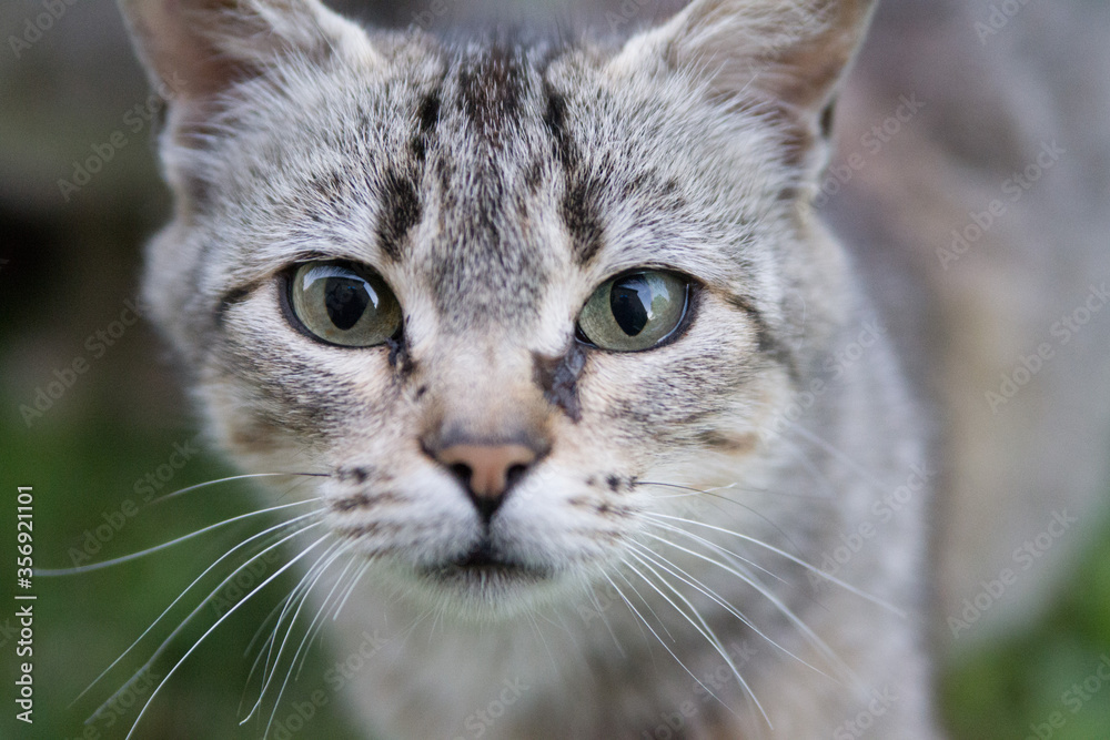 cat portrait with piercing gaze