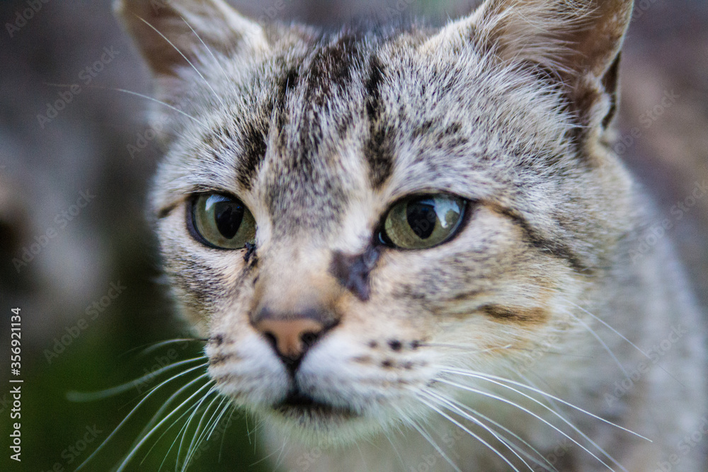 cat portrait with piercing gaze