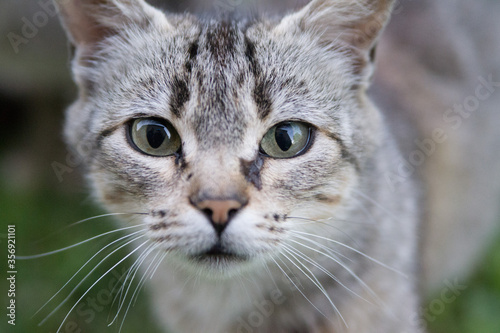 cat portrait with piercing gaze
