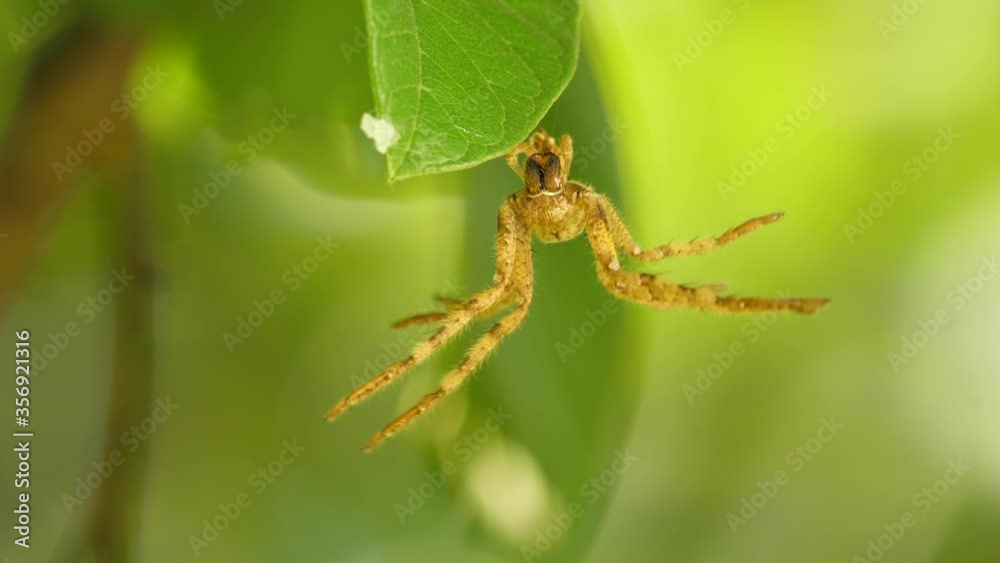 Formidable spider skin precariously hangs and swings from green leaf, close up Formidable spider skin precariously hangs and swings from green leaf, close up