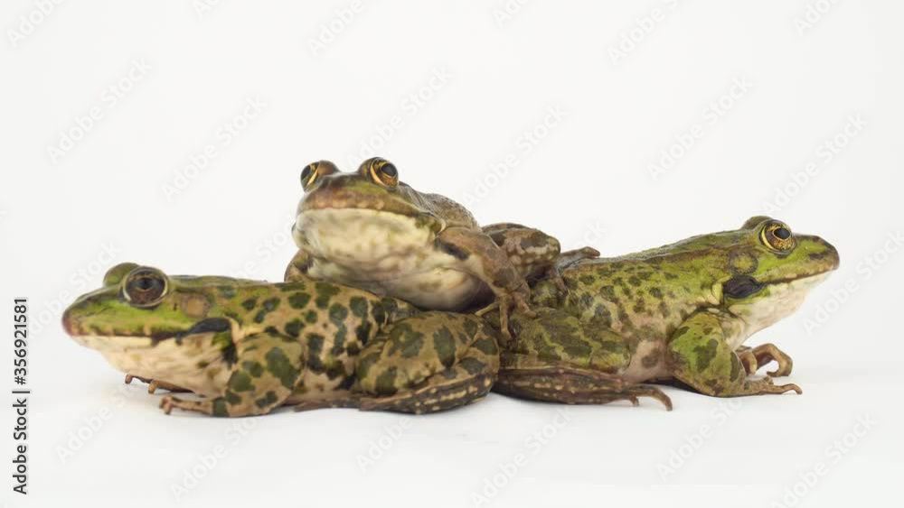 Toad frog isolated on white background screen. Toad frog isolated on white background screen.