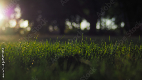 Fototapeta Naklejka Na Ścianę i Meble -  Rayon de soleil illuminant une parcelle d'herbe