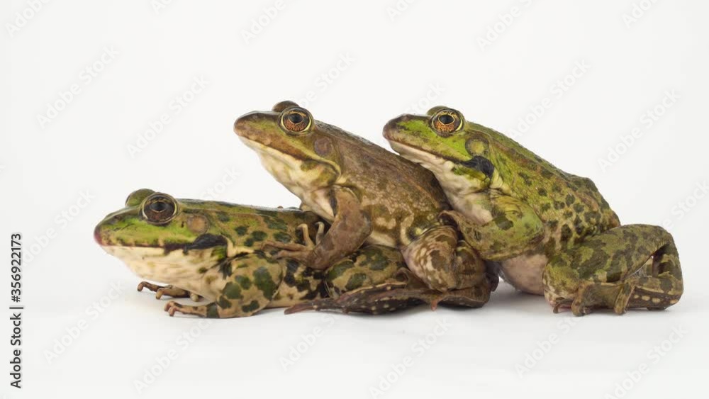 Toad frog isolated on white background screen. Toad frog isolated on white background screen.