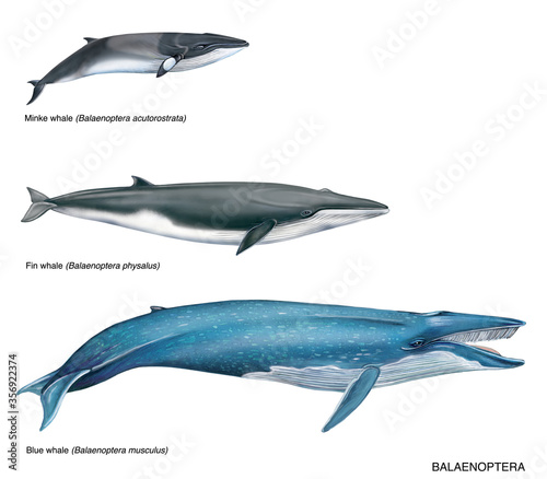 illustrazione realistica ad acquarello di cetacei: balenottere. 1) minke whale, balenottera minore (Balaenoptera acutorostrata) 2) fin whale, balenottera comune (Balaenoptera physalus) 3) blue whale,  photo