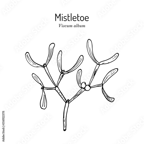 White or European mistletoe Viscum album , ornamental and medicinal plant
