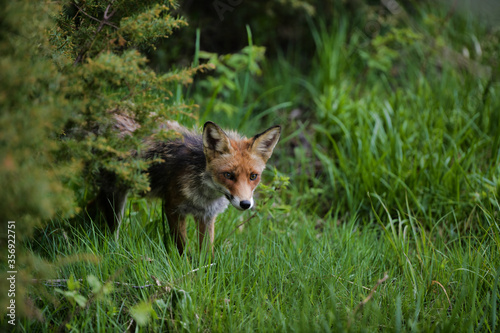 Red fox  Vulpes vulpes  hiding in the grass with mesmerizing look. 8k wide shot Carpathian valley  Bieszczady  Poland.