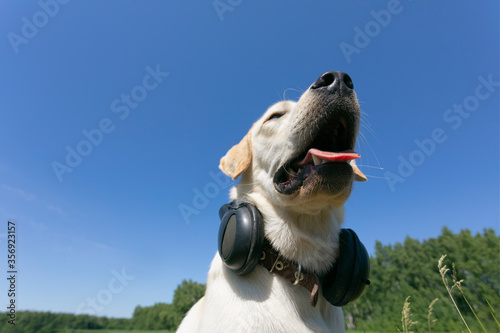 cute portrait of labrador retriever dog with headphones on background of blue sky