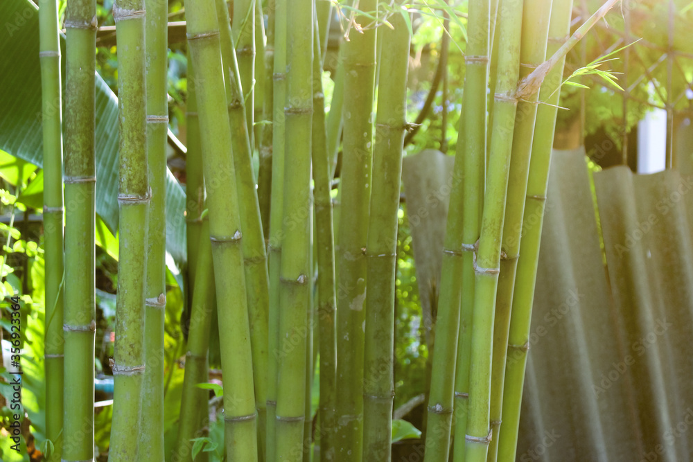 Fototapeta premium close up of bamboo