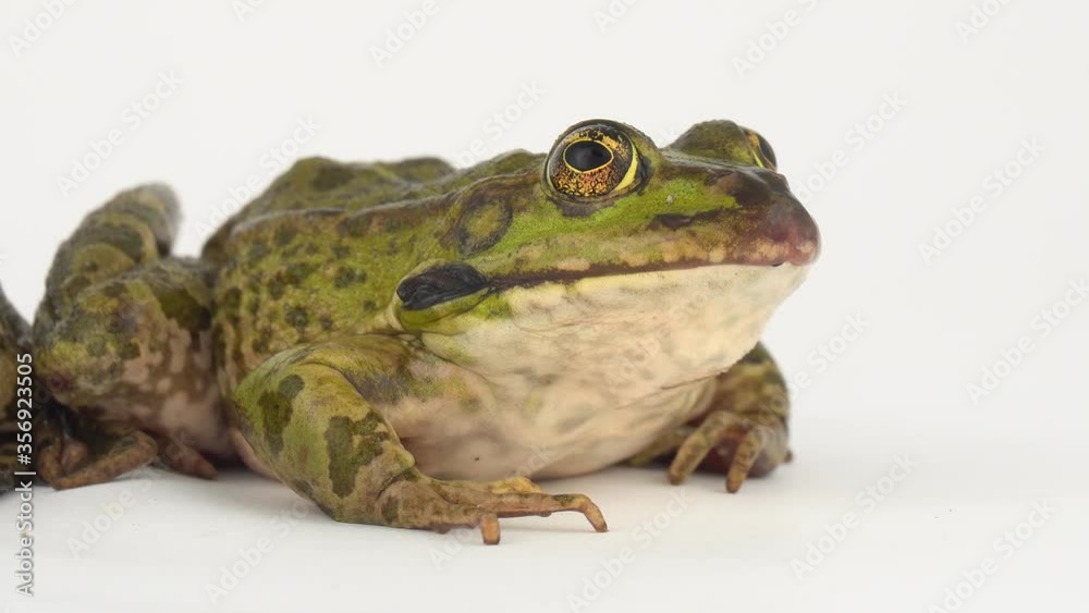 Toad frog isolated on white background screen. Toad frog isolated on white background screen.