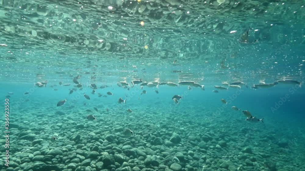 fish feeding the partucles on the surface of water underwater sea breems mullets and silversides relaxing ocean scenery fish feeding the partucles on the surface of water underwater sea breems mullets and silversides relaxing ocean scenery