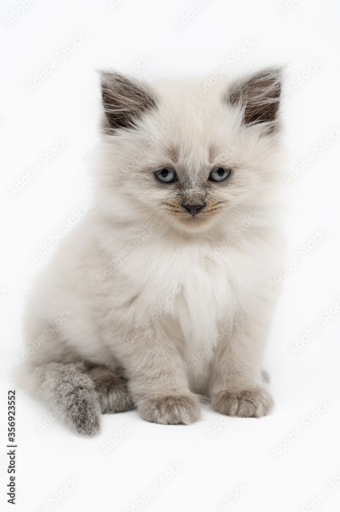 Fototapeta premium Little white british kitten on white background