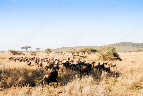 Afrika Feeling beim Game Drive in Tansania © Luise