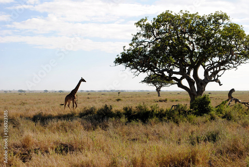 Afrika Feeling beim Game Drive in Tansania