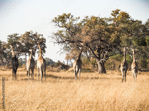 Giraffen in Tansania