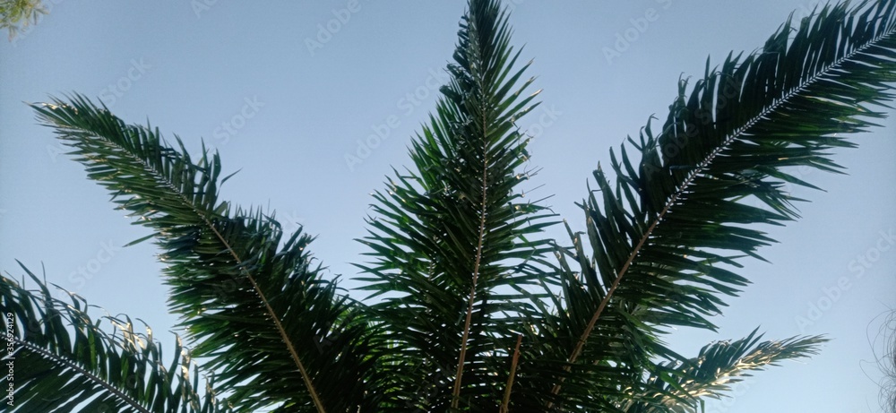 Fototapeta premium palm trees against blue sky