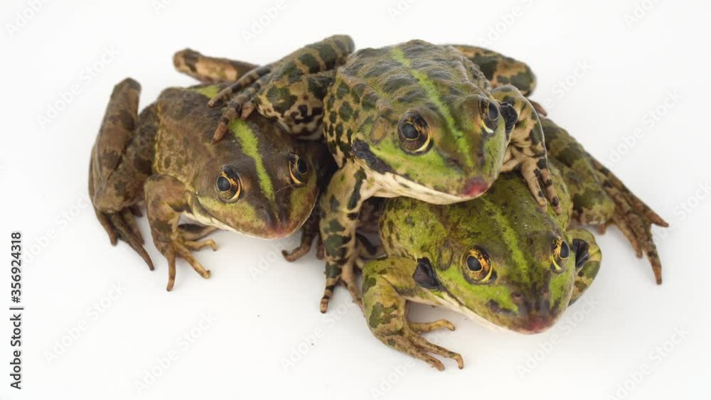 Toad frog isolated on white background screen. Toad frog isolated on white background screen.